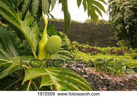 Stock Photo - Hawaii, Maui, Hana, Breadfruit Plant At Kahanu Gardens And Pi'ilani Heiau.. Fotosearch