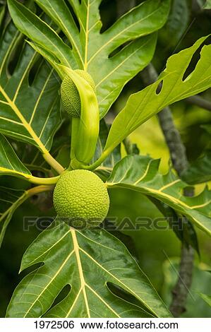 Stock Photograph - Hawaii, Maui, Hana, Breadfruit Plant At Kahanu Gardens And Pi'ilani Heiau.. Fotosearch