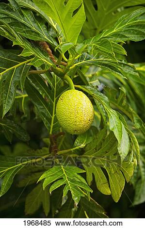 Stock Photography - Hawaii, Maui, Hana, Breadfruit Plant.. Fotosearch
