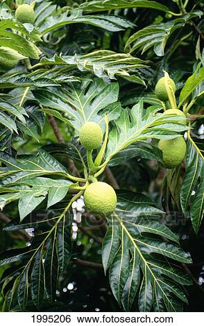 Stock Photograph - Hawaii, Maui, Hana, Close-Up Of Breadfruit Plant.. Fotosearch