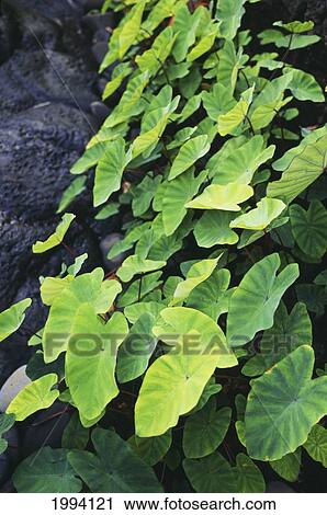 Hawaii, Maui, Hana, Close-Up Of Taro Leaves View Large Photo Image Stock Image - Hawaii, Maui, Hana, Close-Up Of Taro Leaves. Fotosearch