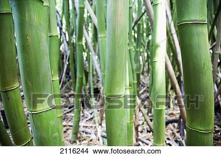 Hawaii, Maui, Hana, closeup of green bamboo. View Large Photo Image Picture - Hawaii, Maui, Hana, closeup of green bamboo.. Fotosearch