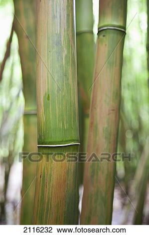 Stock Image - Hawaii, Maui, Hana, Closeup of green bamboo.. Fotosearch