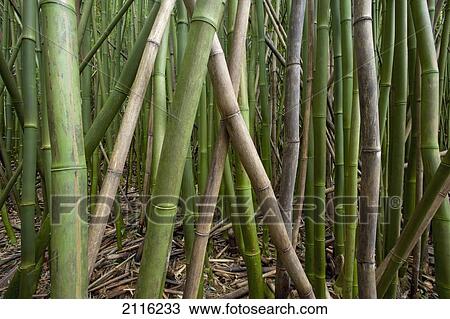 Hawaii, Maui, Hana, Closeup of green bamboo. View Large Photo Image Stock Image - Hawaii, Maui, Hana, Closeup of green bamboo.. Fotosearch