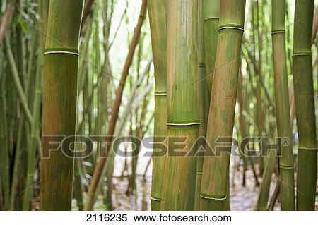 Hawaii, Maui, Hana, Closeup of green bamboo. View Large Photo Image Stock Photography - Hawaii, Maui, Hana, Closeup of green bamboo.. Fotosearch