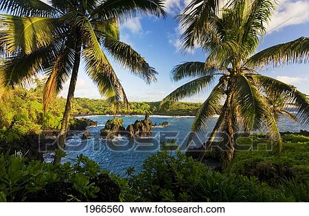 Stock Image - Hawaii, Maui, Hana Coastline, Waianapanapa State Park, Overlooking Ocean.. Fotosearch