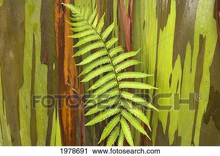 Hawaii, Maui, Hana, Fern And Rainbow Eucalyptus Tree. View Large Photo Image Stock Image - Hawaii, Maui, Hana, Fern And Rainbow Eucalyptus Tree.. Fotosearch