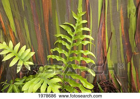 Hawaii, Maui, Hana, Fern And Rainbow Eucalyptus Tree. View Large Photo Image Stock Photograph - Hawaii, Maui, Hana, Fern And Rainbow Eucalyptus Tree.. Fotosearch