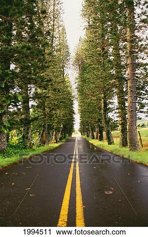 Stock Image - Hawaii, Maui, Hana Highway, Street Lined With Tall Trees. Fotosearch