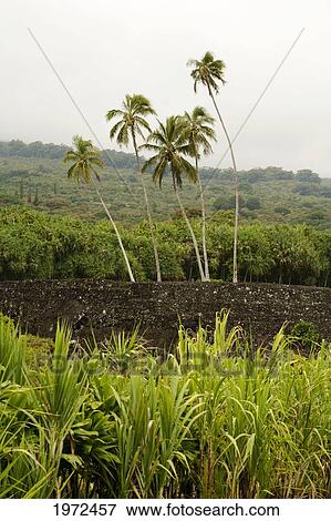 Stock Photo - Hawaii, Maui, Hana, Kahanu Gardens And Pi'ilani Heiau.. Fotosearch