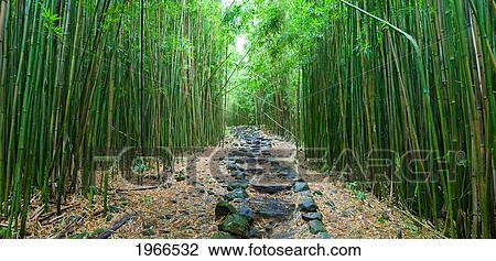 Hawaii, Maui, Hana, Kipahulu, Bamboo Forest Along Pipiwai Trail. View Large Photo Image Stock Image - Hawaii, Maui, Hana, Kipahulu, Bamboo Forest Along Pipiwai Trail.. Fotosearch