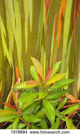 Hawaii, Maui, Hana, Leafy Bush And Rainbow Eucalyptus Tree. View Large Photo Image Picture - Hawaii, Maui, Hana, Leafy Bush And Rainbow Eucalyptus Tree.. Fotosearch