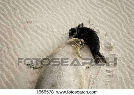 Stock Photo - Hawaii, Maui, Hana, Monk Seal And Baby On Beach.. Fotosearch