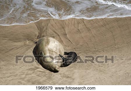 Stock Photo - Hawaii, Maui, Hana, Monk Seal And Baby On Beach.. Fotosearch