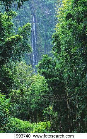 Stock Image - Hawaii, Maui, Hana, Oheo Gorge, Waimoku Falls, And Bamboo Forest. Fotosearch