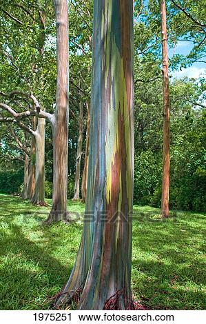 Hawaii, Maui, Hana, Rainbow Eucalyptus Tree Trunk. View Large Photo Image Stock Image - Hawaii, Maui, Hana, Rainbow Eucalyptus Tree Trunk.. Fotosearch