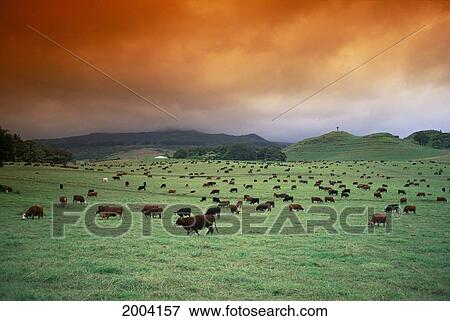 Stock Photo - Hawaii, Maui, Hana Ranch Pasture Many Cattle Grazing Land, Orange Clouds Overcast Hilltop With Cross In Distance. Fotosearch