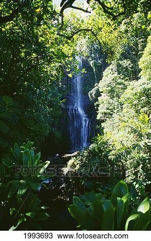 Hawaii, Maui, Hana, Scenic Waterfall Surrounded By Dense Foliage. View Large Photo Image Stock Image - Hawaii, Maui, Hana, Scenic Waterfall Surrounded By Dense Foliage.. Fotosearch