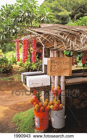 Hawaii, Maui, Hana, Thatched Roadside Stand With Mailboxes Selling Lei, Ginger Flowers View Large Photo Image Stock Image - Hawaii, Maui, Hana, Thatched Roadside Stand With Mailboxes Selling Lei, Ginger Flowers. Fotosearch