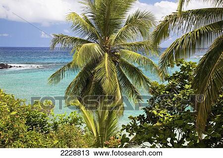 Stock Image - Hawaii, Maui, Hana, The Lush Hamoa Beach With Palm Trees. Fotosearch