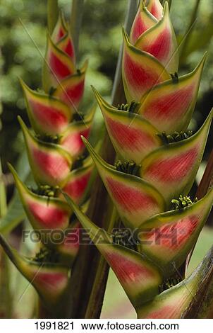Stock Image - Hawaii, Maui, Hana, Two Blossoming Heliconia Flower In Tropical Setting With Reds And Yellows.. Fotosearch