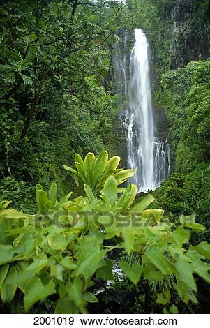 Hawaii, Maui, Hana, Wailea Falls, Cascading Surrounded By Lush Greenery View Large Photo Image Stock Photo - Hawaii, Maui, Hana, Wailea Falls, Cascading Surrounded By Lush Greenery. Fotosearch