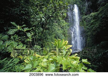 Hawaii, Maui, Hana, Wailea Falls, Distance Surrounded By Lush Greenery View Large Photo Image Stock Photograph - Hawaii, Maui, Hana, Wailea Falls, Distance Surrounded By Lush Greenery. Fotosearch