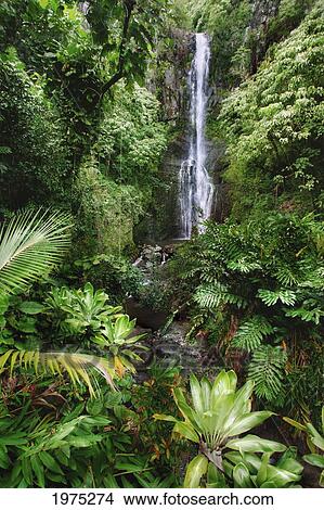Picture - Hawaii, Maui, Hana, Wailua Falls, Beautiful Afternoon Light On Waterfall.. Fotosearch