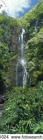 Hawaii, Maui, Hana, Wailua Falls, Tropical Rainforest, Upward View Panoramic View Large Photo Image Picture - Hawaii, Maui, Hana, Wailua Falls, Tropical Rainforest, Upward View Panoramic. Fotosearch