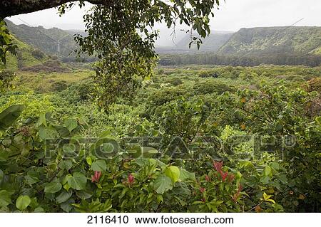Stock Image - Hawaii, Maui, Hana, Wailua Valley.. Fotosearch