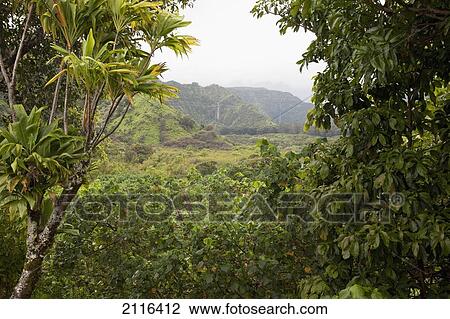 Stock Image - Hawaii, Maui, Hana, Wailua Valley.. Fotosearch