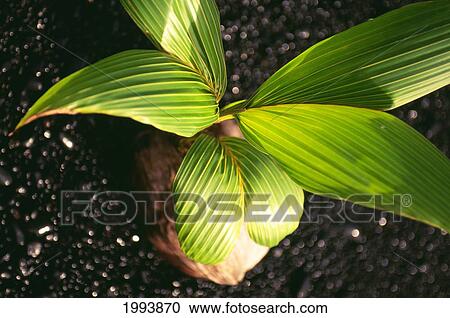 Stock Image - Hawaii, Maui, Hana, Wainapanapa, Coconut Seedling On Black Sand Beach. Fotosearch