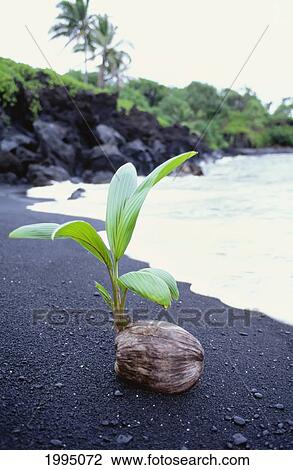 Stock Image - Hawaii, Maui, Hana, Wainapanapa, Coconut Seedling On Black Sand Beach. Fotosearch