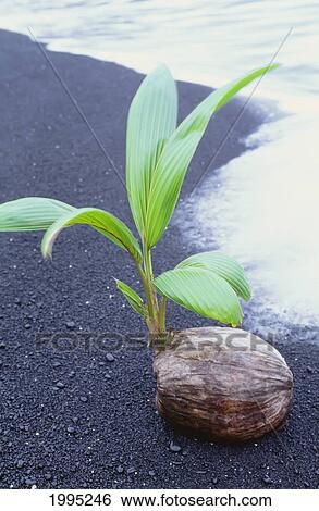 Stock Photograph - Hawaii, Maui, Hana, Wainapanapa, Coconut Seedling On Black Sand Beach. Fotosearch