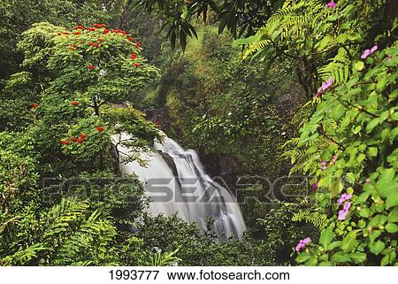 Stock Photo - Hawaii, Maui, Hana, Waterfall Surrounded By Tropical Flowers And Plants. Fotosearch