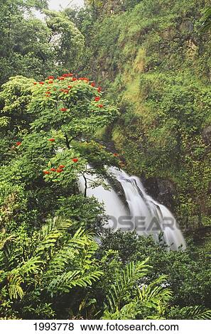 Stock Photo - Hawaii, Maui, Hana, Waterfall Surrounded By Tropical Flowers And Plants. Fotosearch