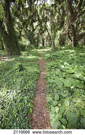 Hawaii, Maui, Honolua, A path through a lush rainforest. View Large Photo Image Stock Photograph - Hawaii, Maui, Honolua, A path through a lush rainforest.. Fotosearch