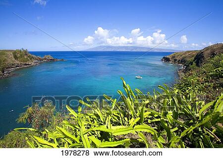 Hawaii, Maui, Honolua Bay, Green Brush Overlooking Bright Blue Water, Molokai In The Distance. View Large Photo Image Stock Photo - Hawaii, Maui, Honolua Bay, Green Brush Overlooking Bright Blue Water, Molokai In The Distance.. Fotosearch