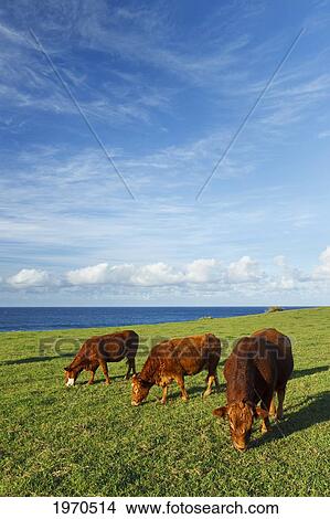 Picture - Hawaii, Maui, Ho'okipa, Cows Grazing In Pasture Near Sunset.. Fotosearch