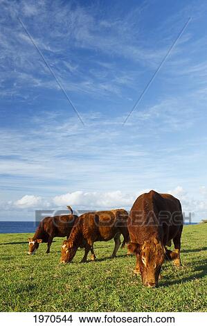 Hawaii, Maui, Ho'okipa, Cows Grazing In Pasture At Sunset View Large Photo Image Picture - Hawaii, Maui, Ho'okipa, Cows Grazing In Pasture At Sunset. Fotosearch