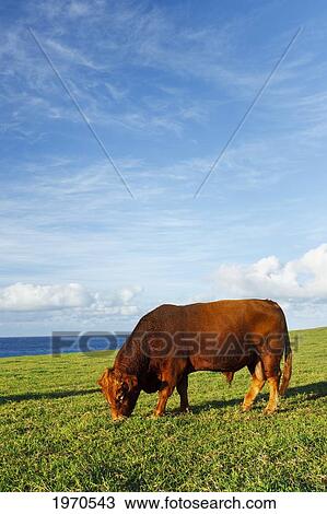 Stock Image - Hawaii, Maui, Ho'okipa, Cows Grazing In Pasture At Sunset. Fotosearch