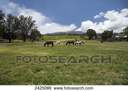 Stock Photo - Hawaii, Maui, Horses in pasture, Makawao.. Fotosearch