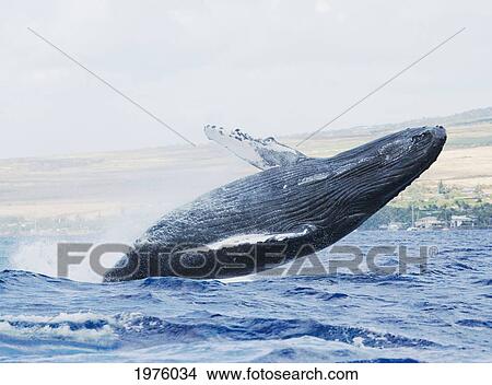 Picture - Hawaii, Maui, Humpback Whale Breaching With Island In The Background.. Fotosearch