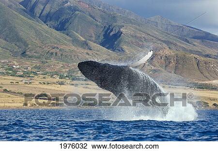 Hawaii, Maui, Humpback Whale Breaching With Island In The Background. View Large Photo Image Stock Image - Hawaii, Maui, Humpback Whale Breaching With Island In The Background.. Fotosearch