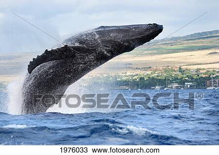 Stock Image - Hawaii, Maui, Humpback Whale Breaching With Island In The Background.. Fotosearch