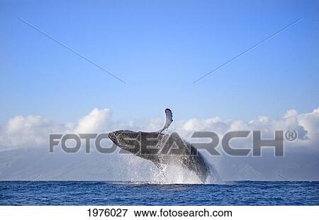 Stock Photo - Hawaii, Maui, Humpback Whale Breaching With Island In The Background.. Fotosearch