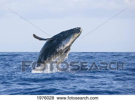 Hawaii, Maui, Humpback Whale Breaching. View Large Photo Image Stock Photo - Hawaii, Maui, Humpback Whale Breaching.. Fotosearch