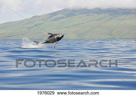 Hawaii, Maui, Humpback Whale Breaching With Island In The Background. View Large Photo Image Stock Photo - Hawaii, Maui, Humpback Whale Breaching With Island In The Background.. Fotosearch