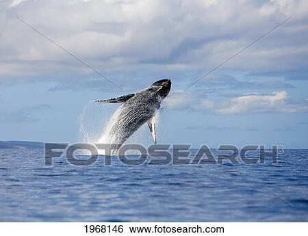 Stock Photograph - Hawaii, Maui, Humpback Whale Breaching.. Fotosearch