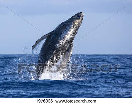 Stock Photograph - Hawaii, Maui, Humpback Whale Breaching.. Fotosearch